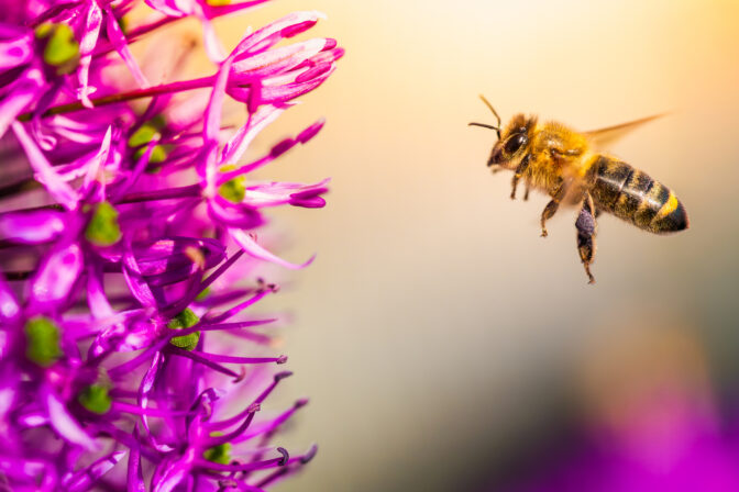 A bee is actively flying towards a beautiful purple flower