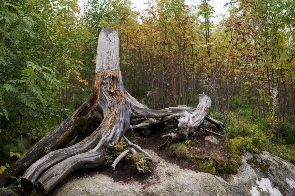 Tree roots on the stone.