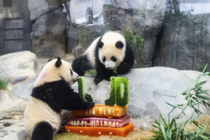 panda oslava torta
