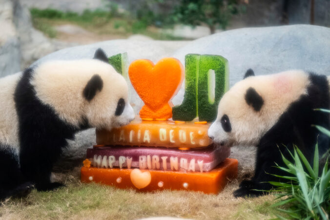 panda oslava torta
