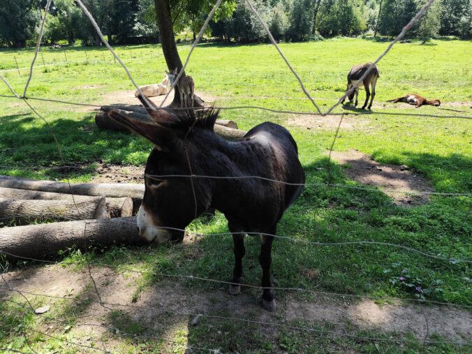 Farma pod Hradem v obci Dívčí Hrad