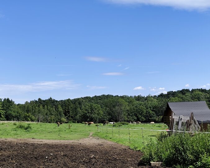 Farma pod Hradem: Príbeh ženy, ktorá premenila opustený areál na domov pre 200 zvierat