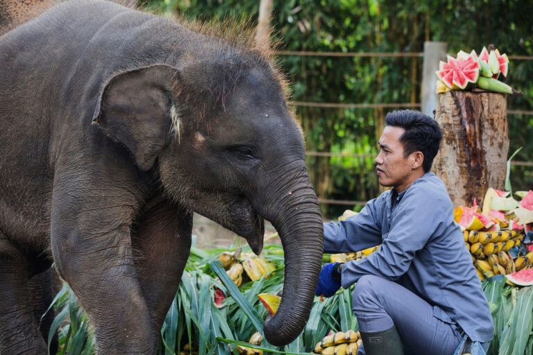 slon ovocie ošetrovateľ