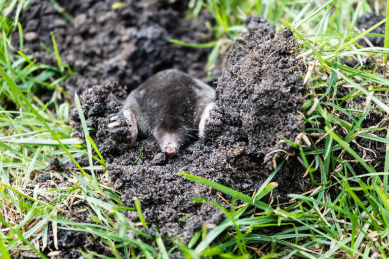 Rastliny odpudzujúce krty. 5 rastlín, ktoré krtky neznášajú: Otestujte, či ich máte vo svojej záhrade aj vy!
