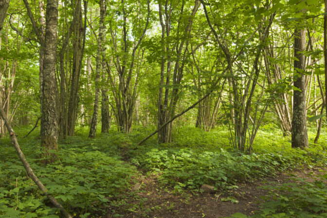 Magické huby: Tajná sila, ktorá môže zachrániť svetové lesy
