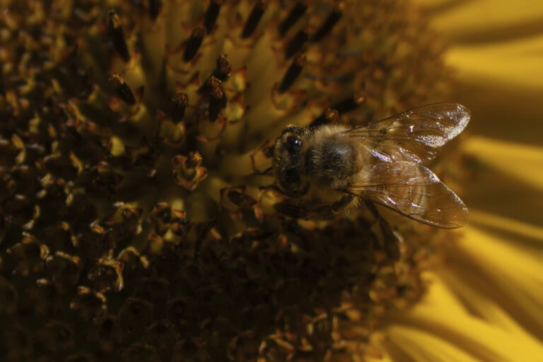 včela slnečnica semiačka lupene