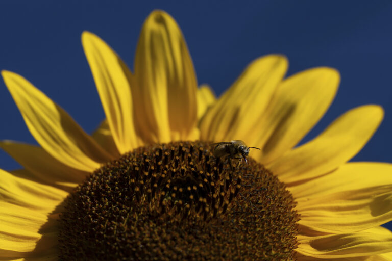 včela slnečnica semiačka lupene