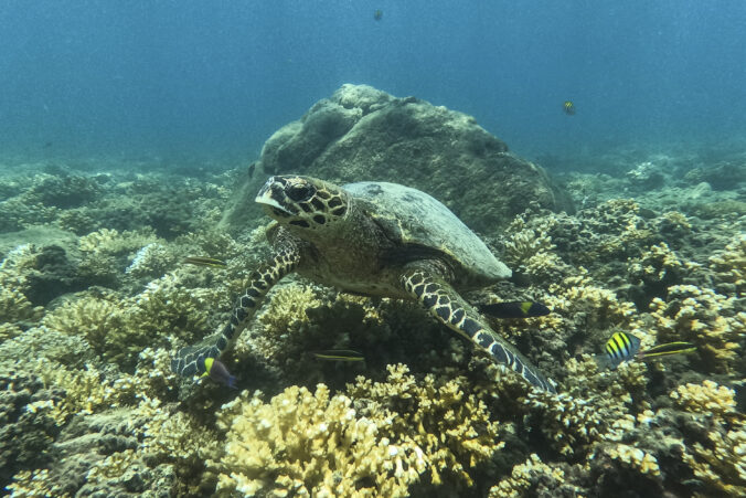 Morská korytnačka pláva