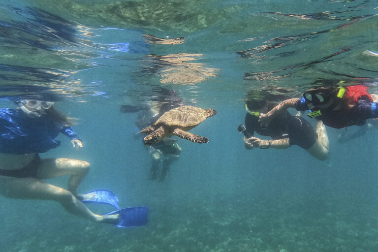 Morská korytnačka pláva turisti more