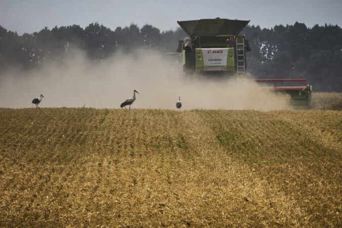 žatva pšenica bociany prach pole