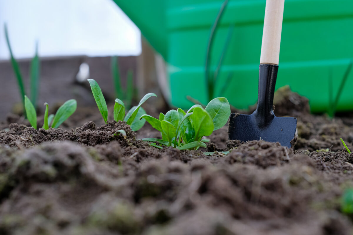 Sejba špenátu v auguste pre jesenný a jarný zber