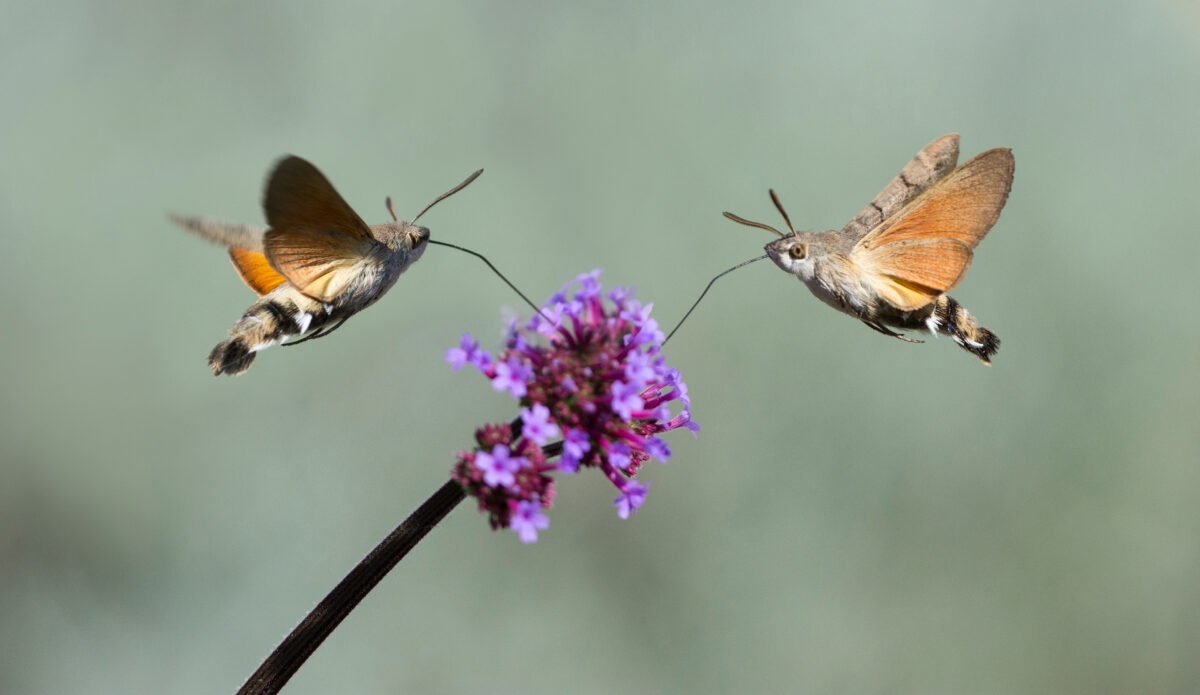 Macroglossum stellatarum