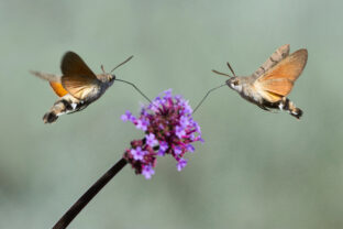 Macroglossum stellatarum