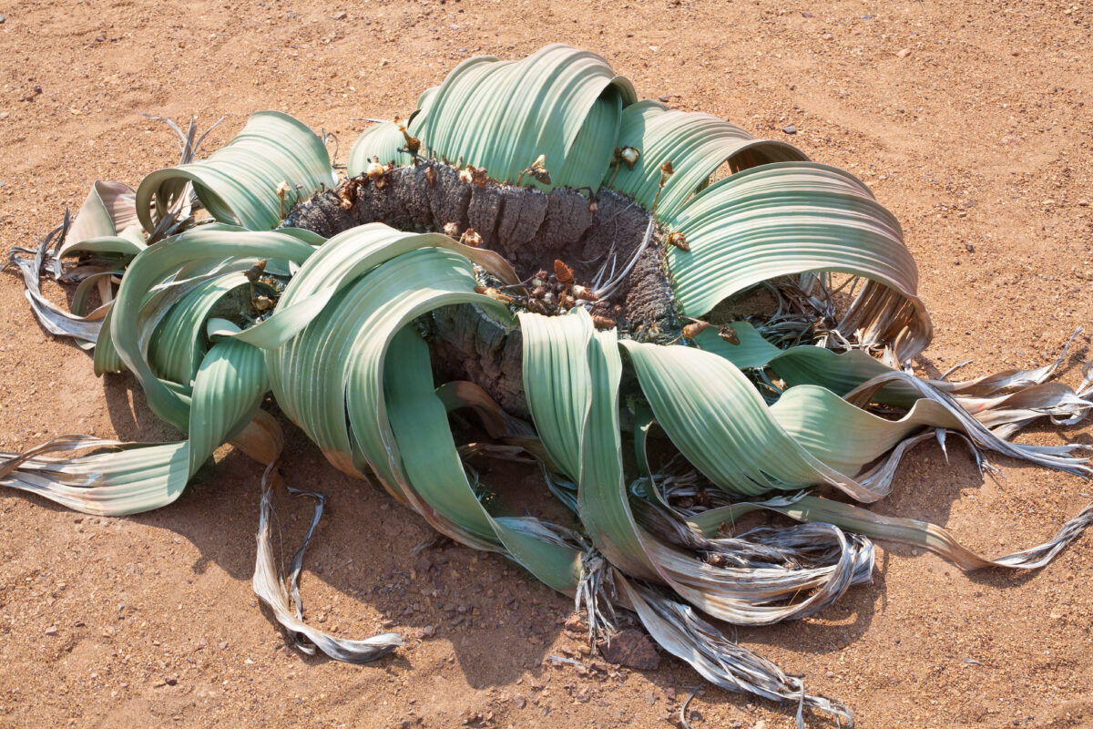 Welwitschia