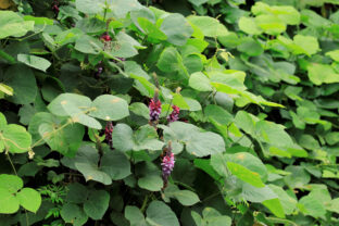 Kudzu