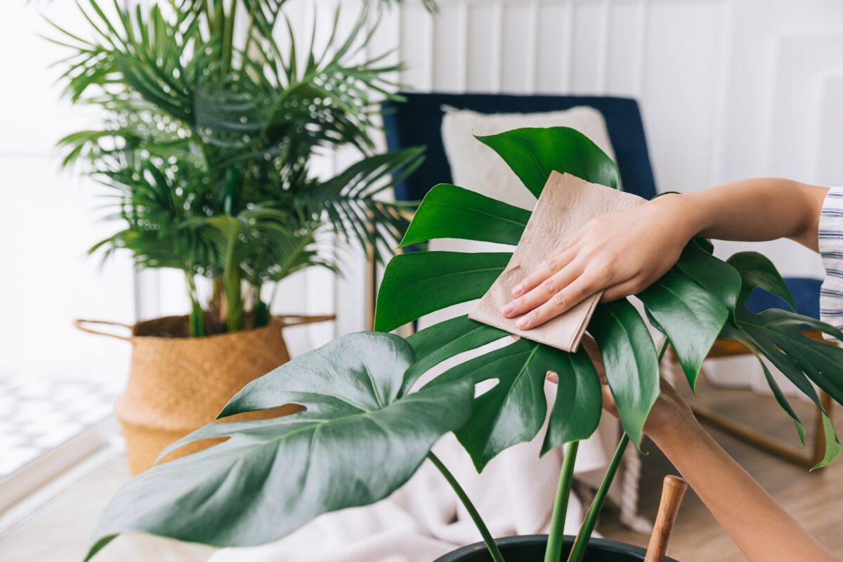 čistenie listov rastlín