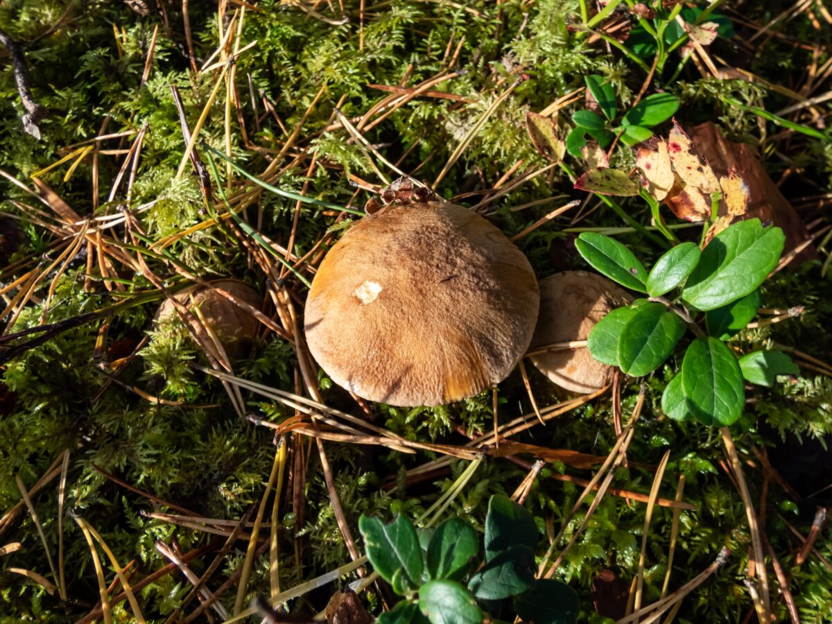 Suillus variegatus