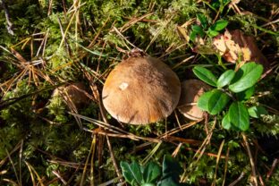 Suillus variegatus