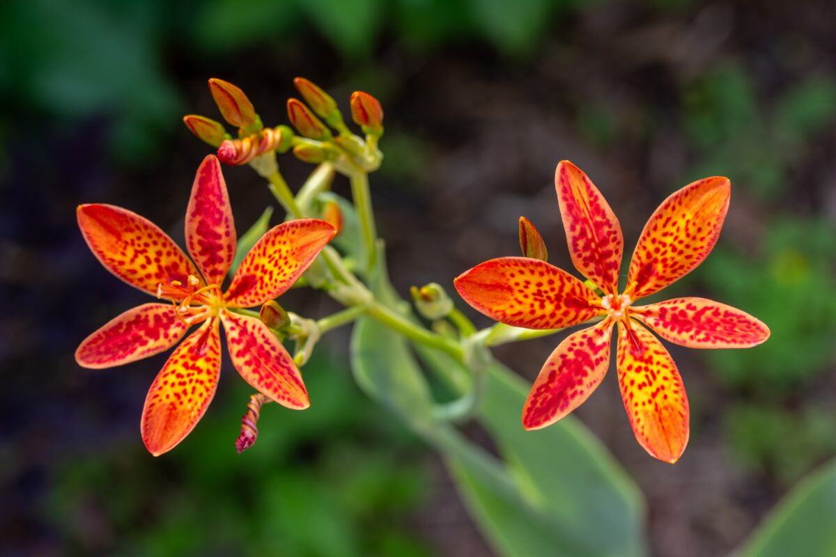 angínovník čínsky