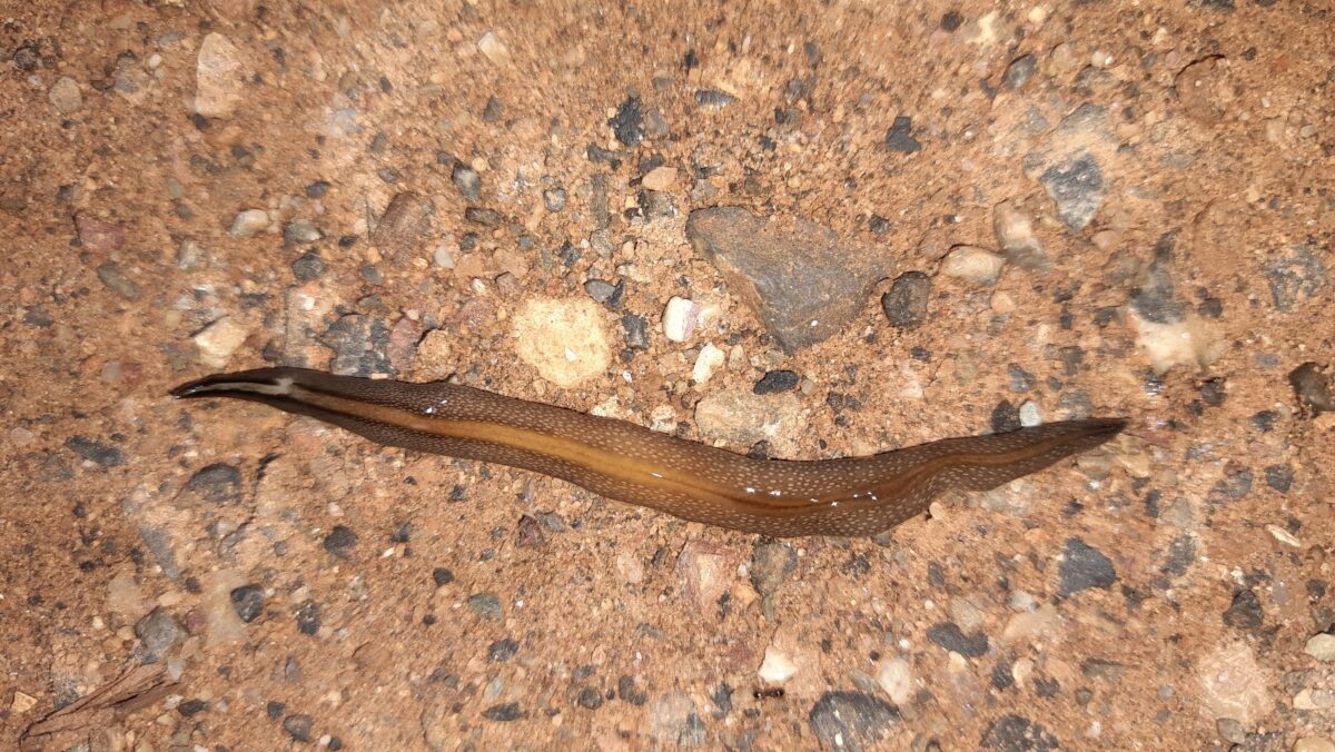 Caenoplana variegata