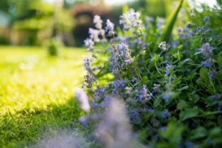 Nepeta cataria