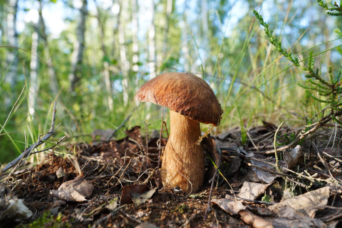 hríb