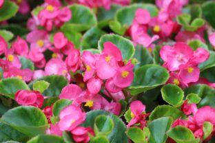 begonia