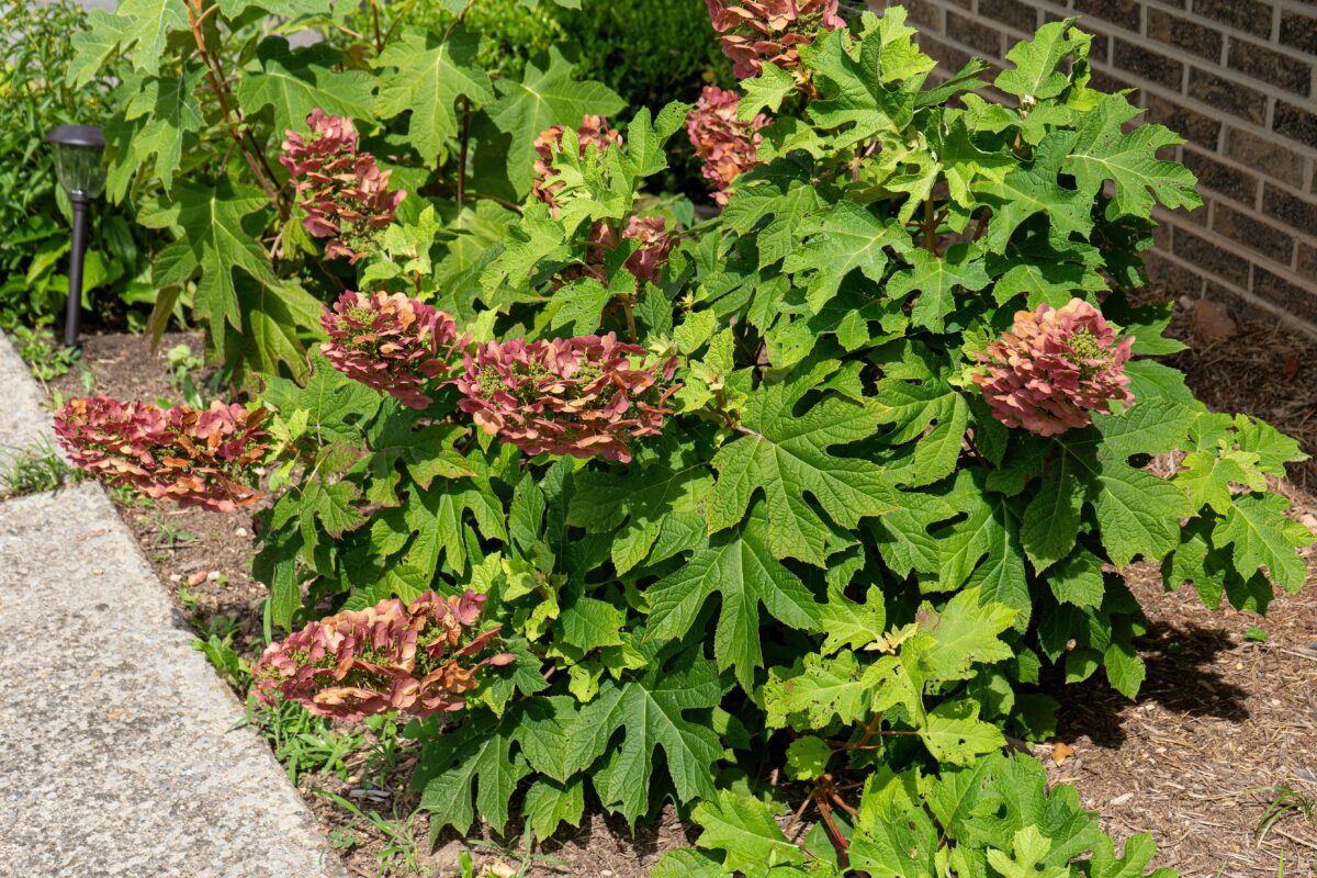 hortenzie