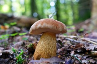 tylopilus felleus