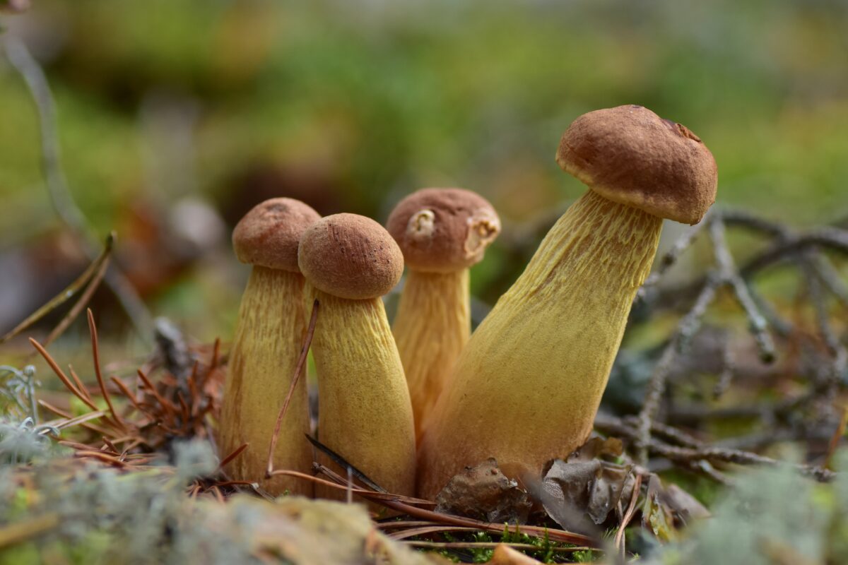 Aureoboletus projectellus