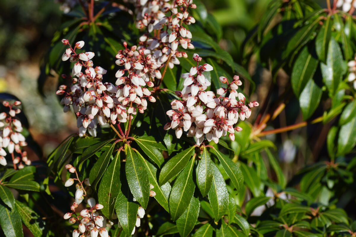 pieris japonský
