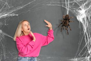 arachnofóbia