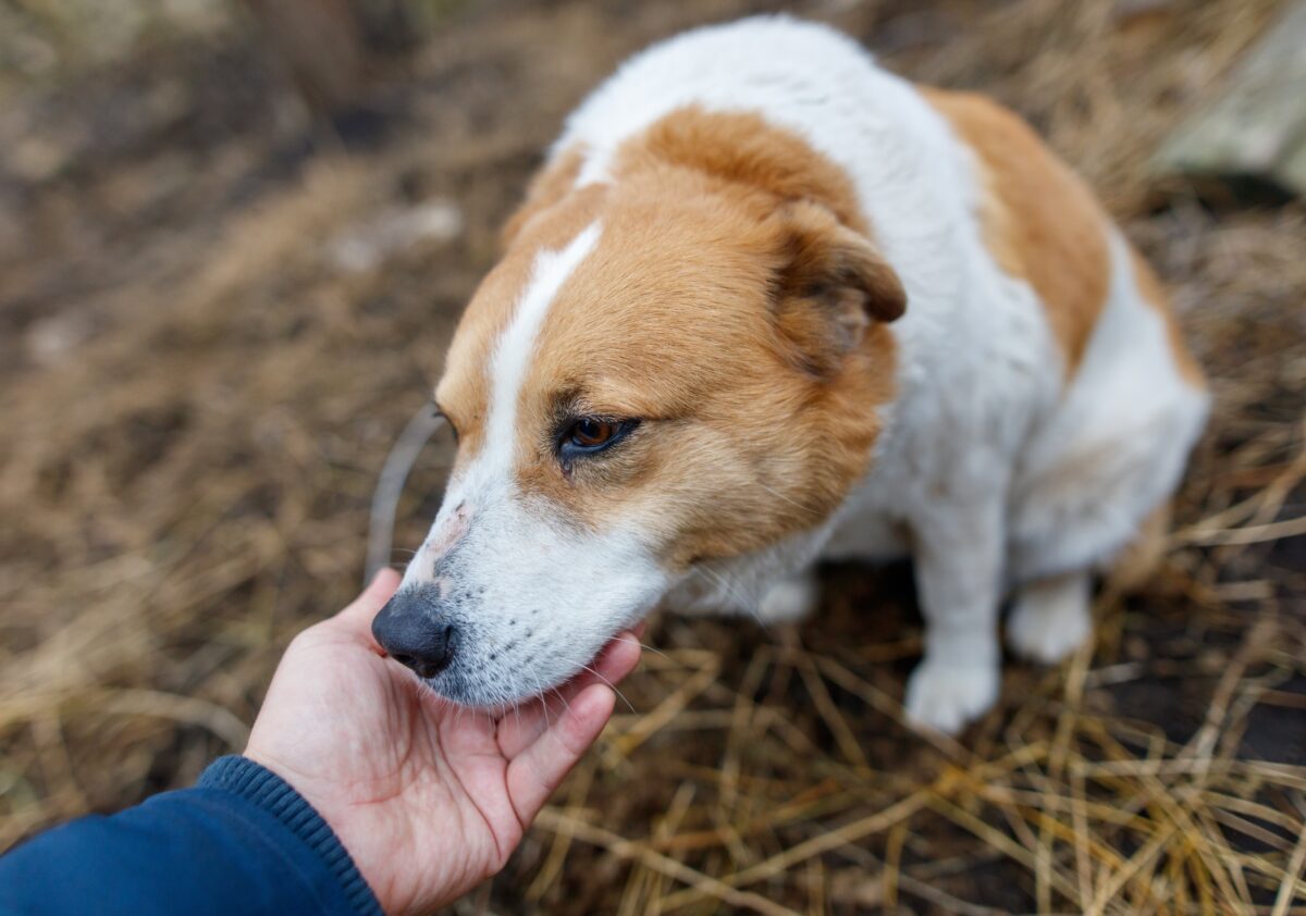 pes čuchá ruku