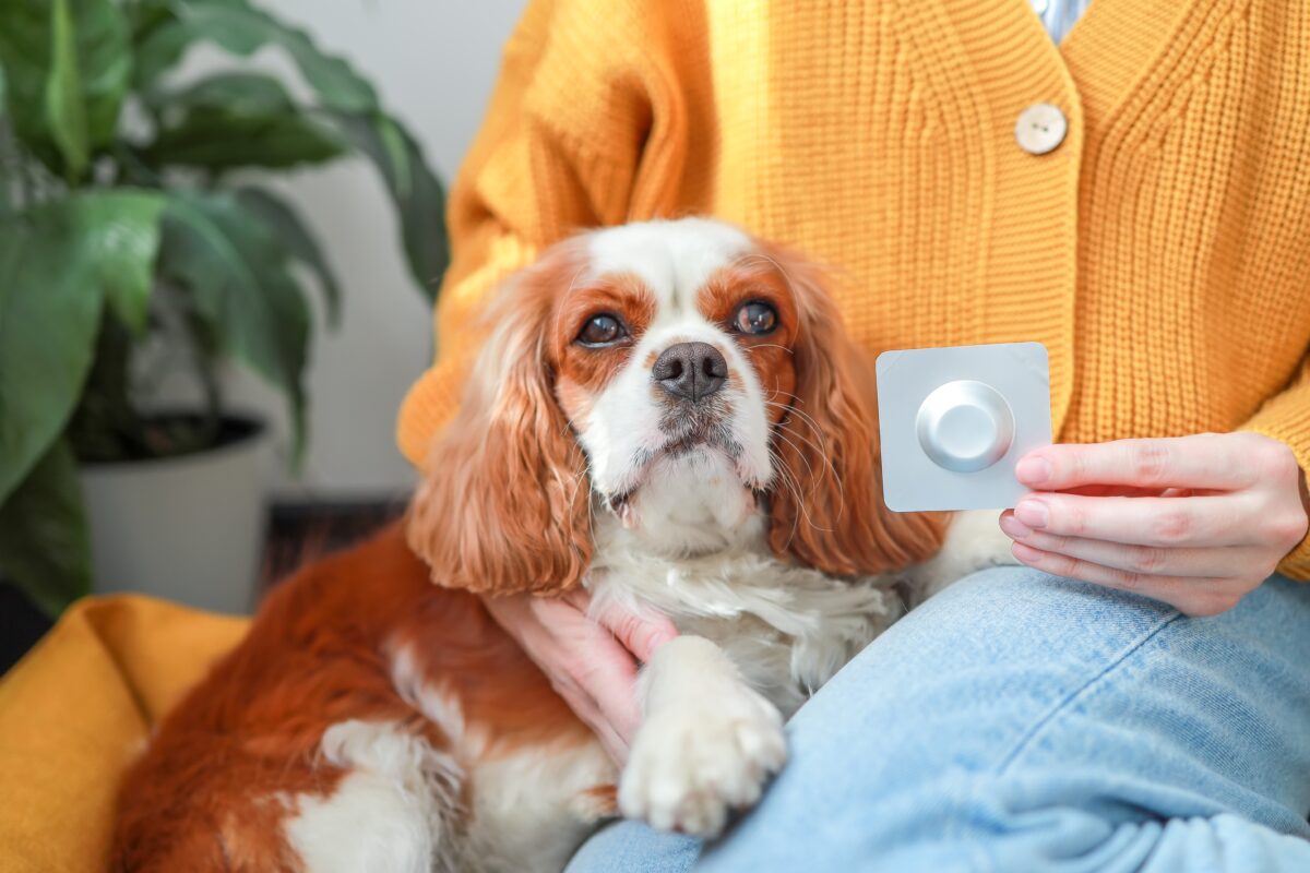 Antiparazitná tableta pre psa