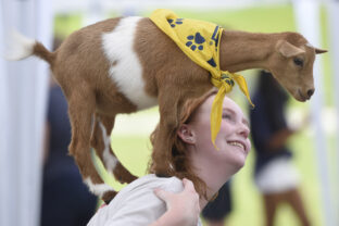 Tennessee Goat Yoga