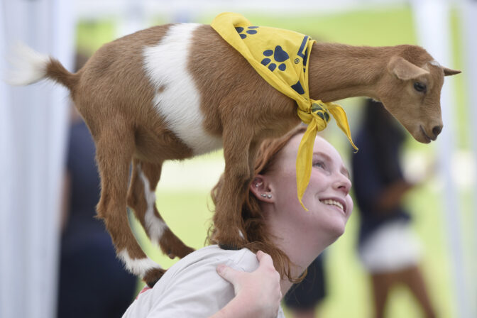 Tennessee Goat Yoga