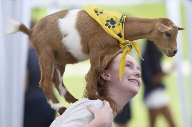 Tennessee Goat Yoga