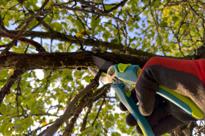 Zmladzovanie kôstkovín: Ako dať vašim stromom druhý dych a bohatú úrodu