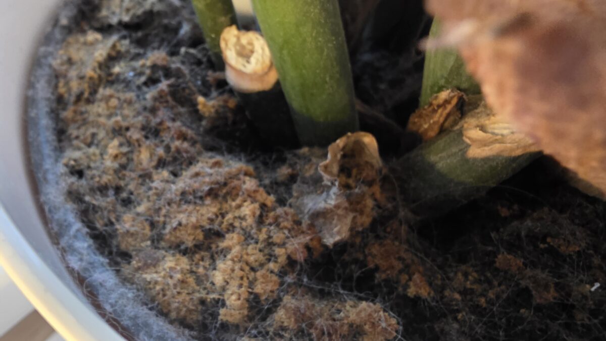 Pleseň v kvetináči