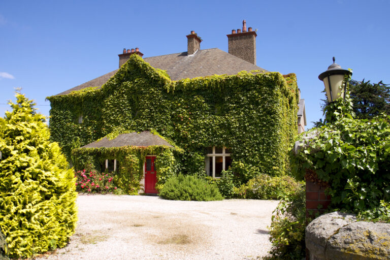 Anglický brečtan obrastajúci dom – popínavá rastlina, ktorá môže poškodiť budovy