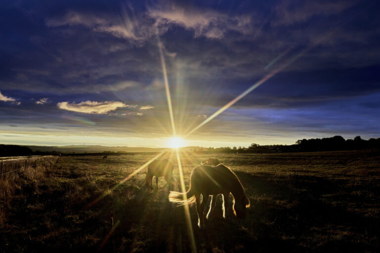 Islandské kone kôň slnko pastva krajina