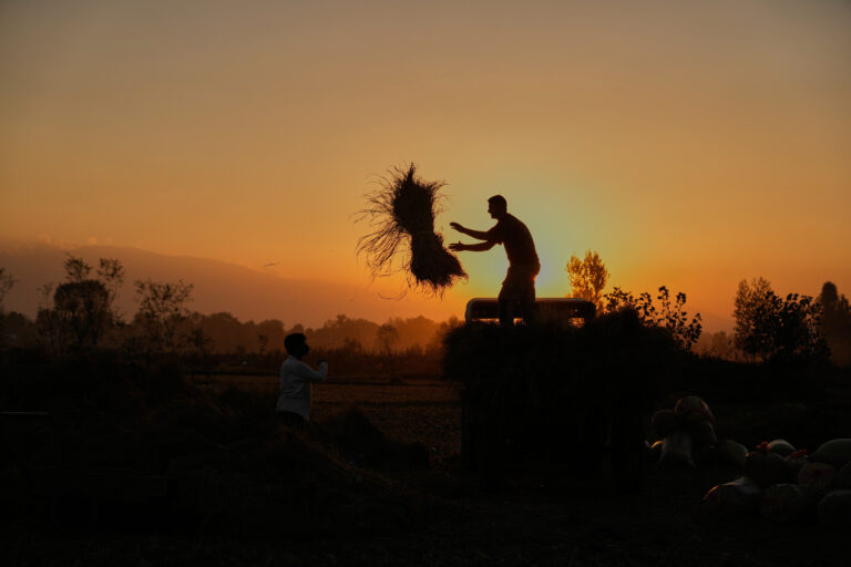 farmár ryža pole úroda