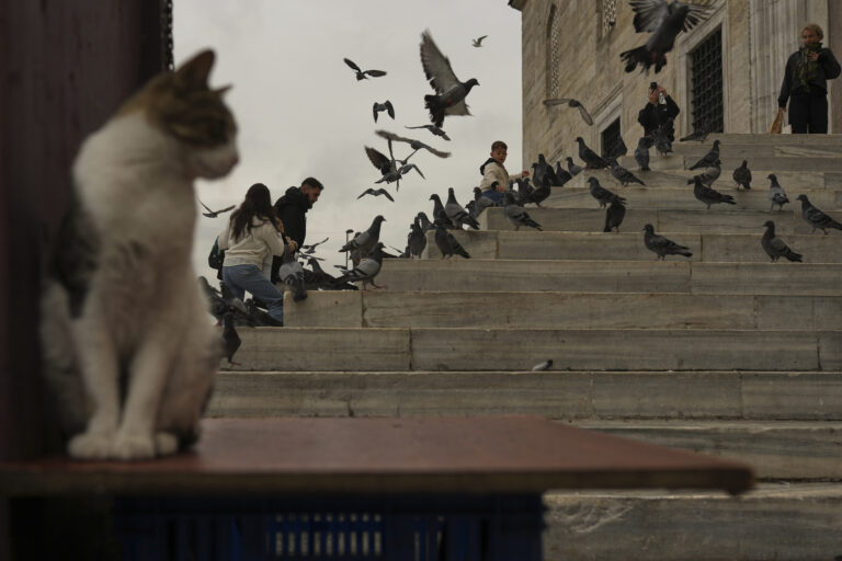 Ľudia holuby mačka schody