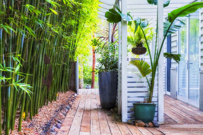 Bambus – dekoratívna rastlina, ktorá môže poškodiť terasy a základy budov