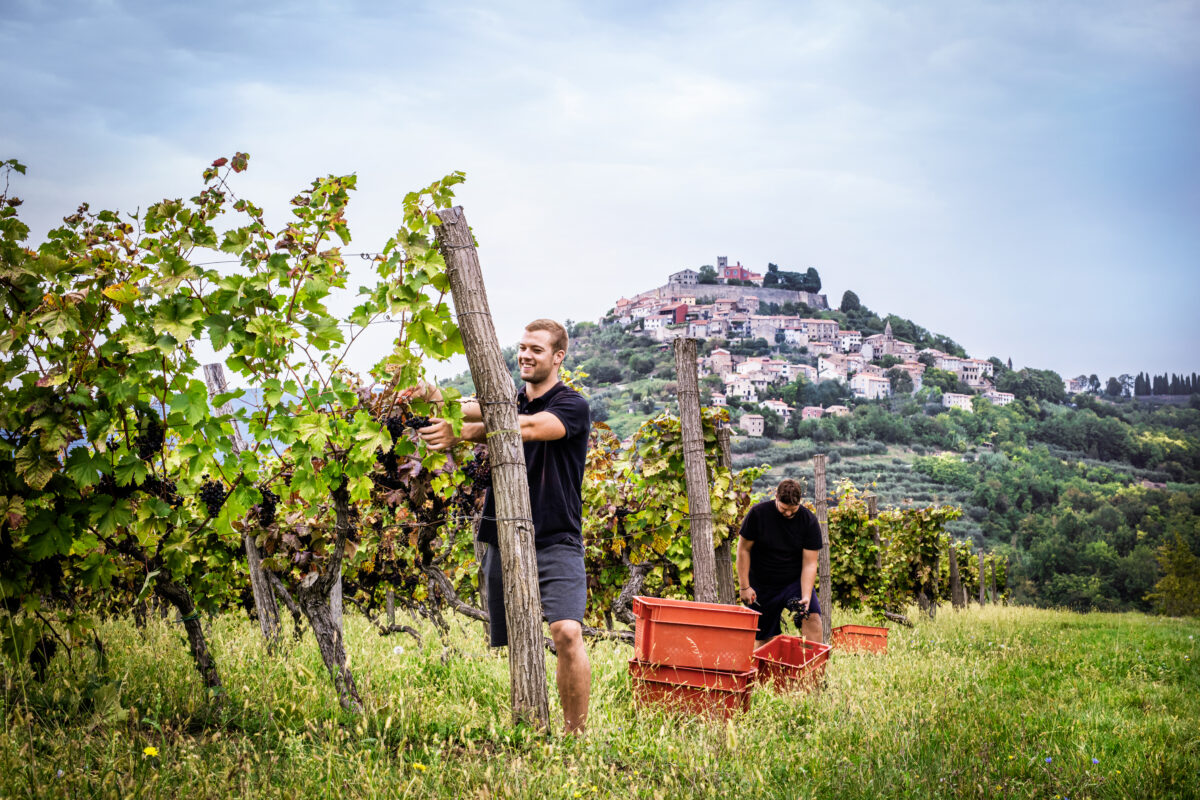 Berba grozdja motovun optimizirano