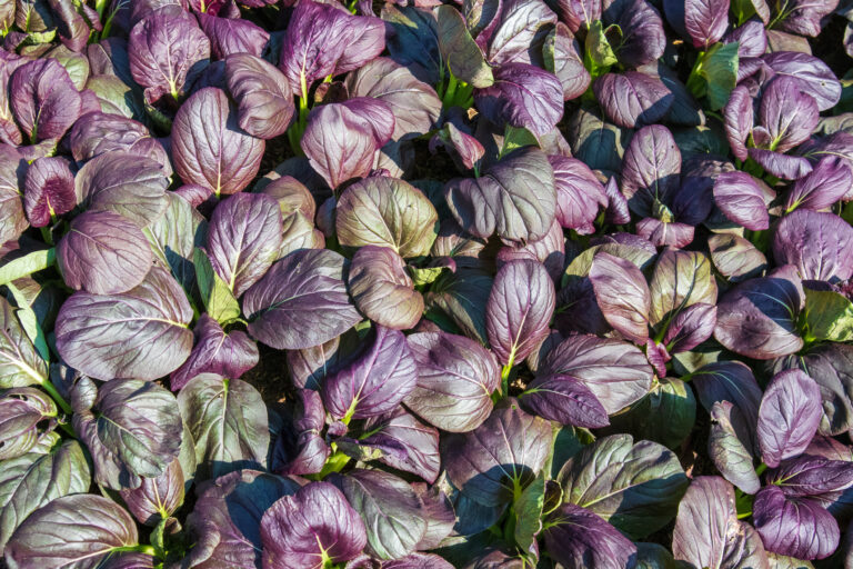 Najkrajšie fialové rastliny: 20 tipov, ktoré dodajú záhrade i interiéru eleganciu a šarm