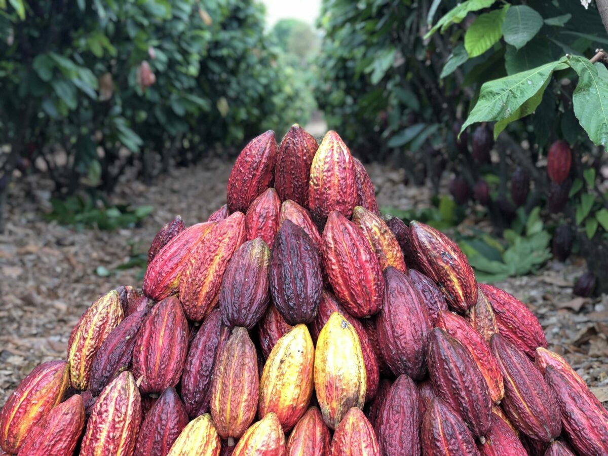 Cacao pods oco hacienda la chola.jpg