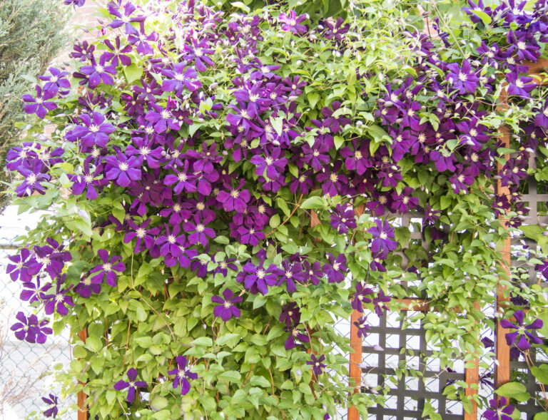 Plamienok – bezpečná a dekoratívna alternatíva k vistérii