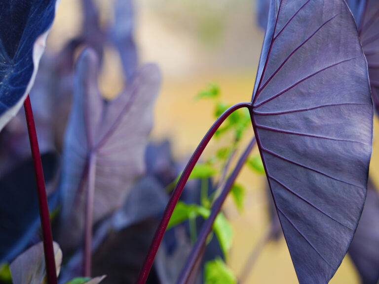 Najkrajšie fialové rastliny: 20 tipov, ktoré dodajú záhrade i interiéru eleganciu a šarm