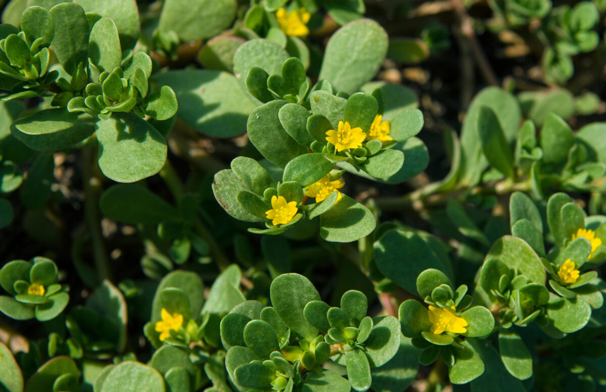 portulaka